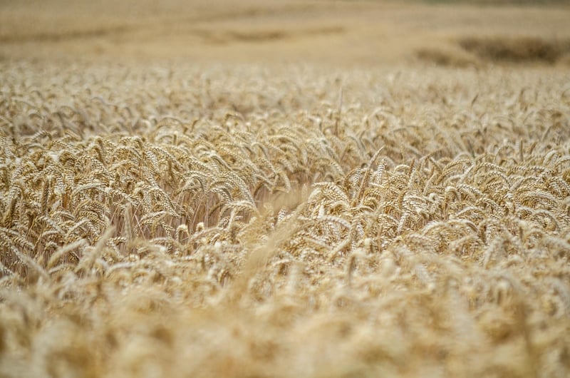 Quick Harvest