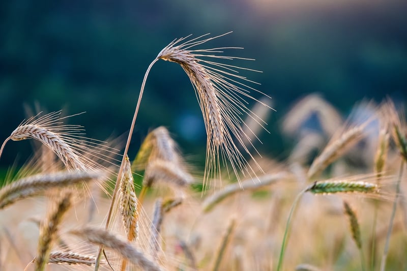 Space-saving Crops